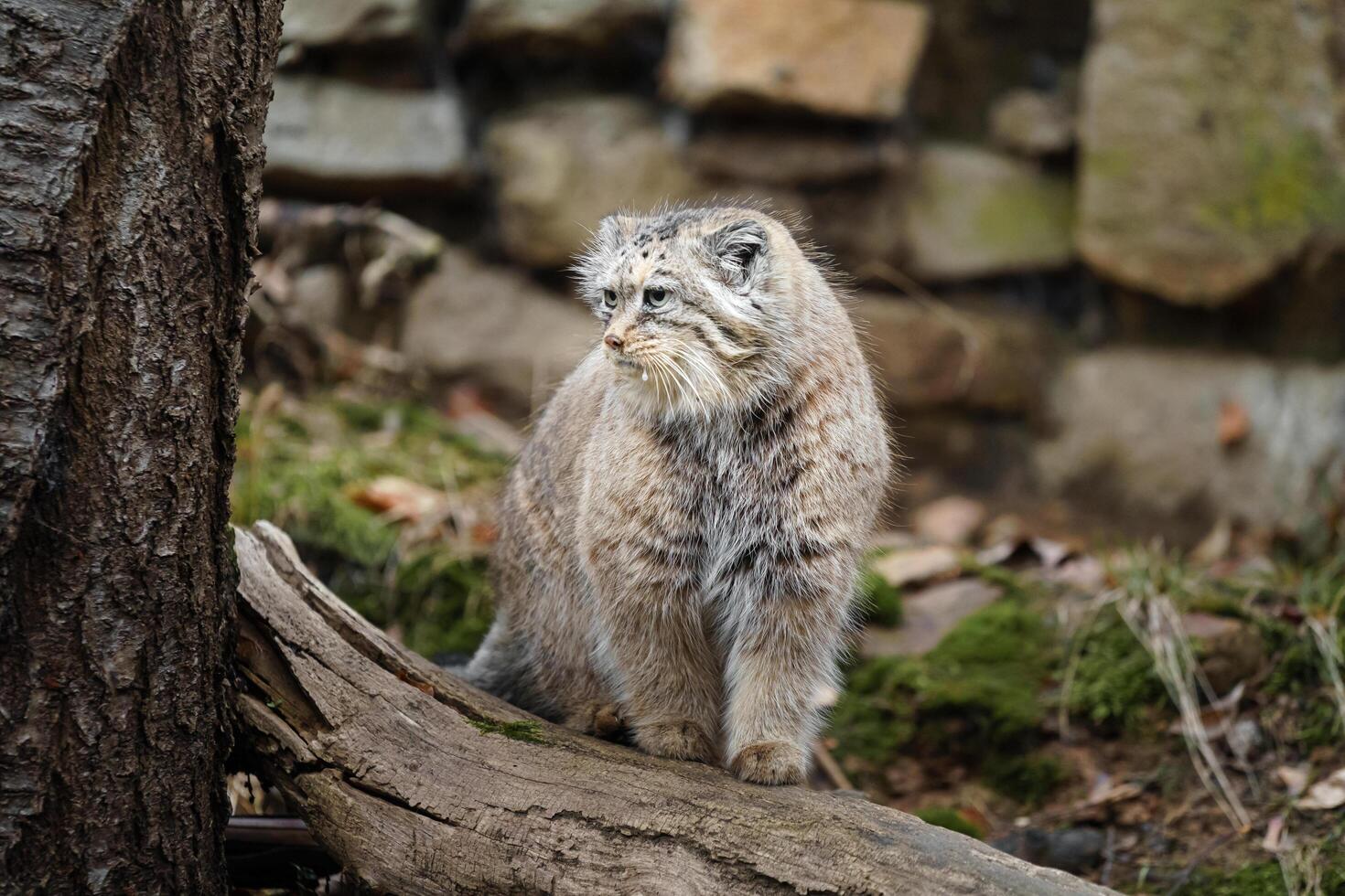 Portrait of Manul in zoo photo