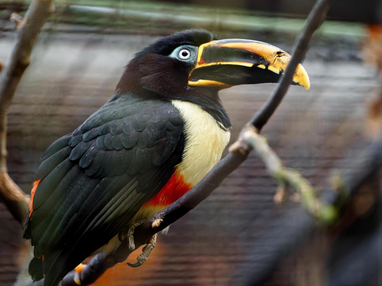 Chestnut eared aracari on branch photo