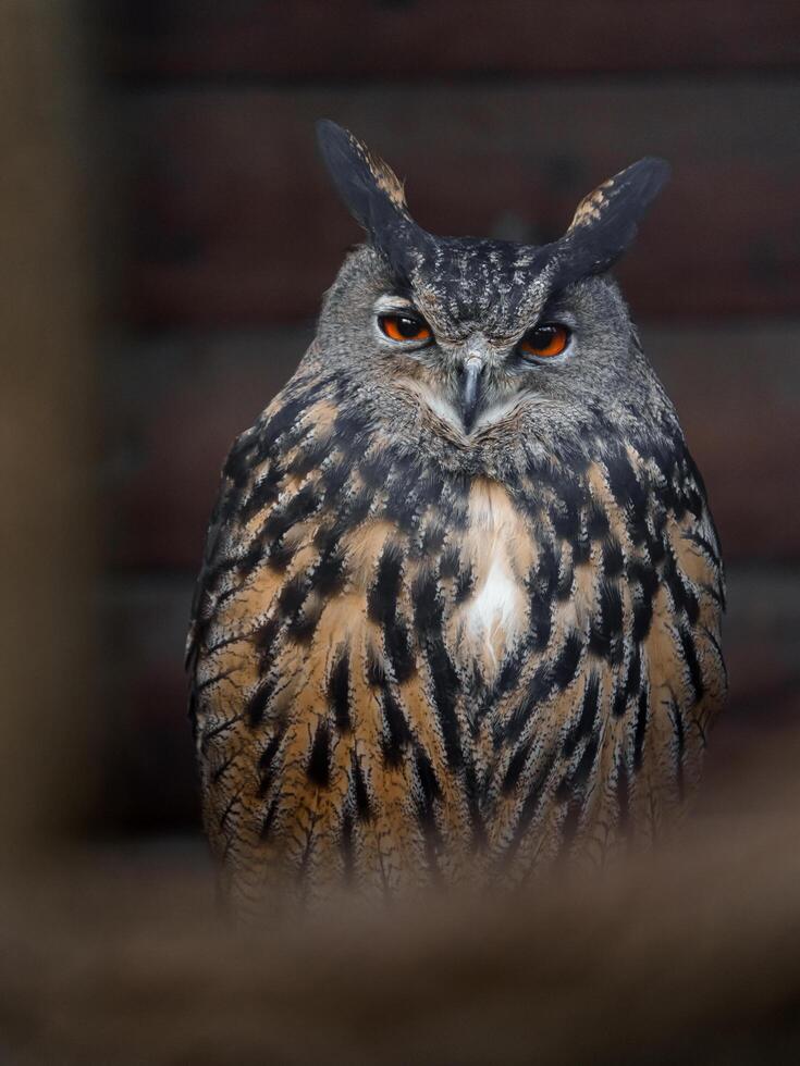 Portrait of Eurasian eagle owl photo