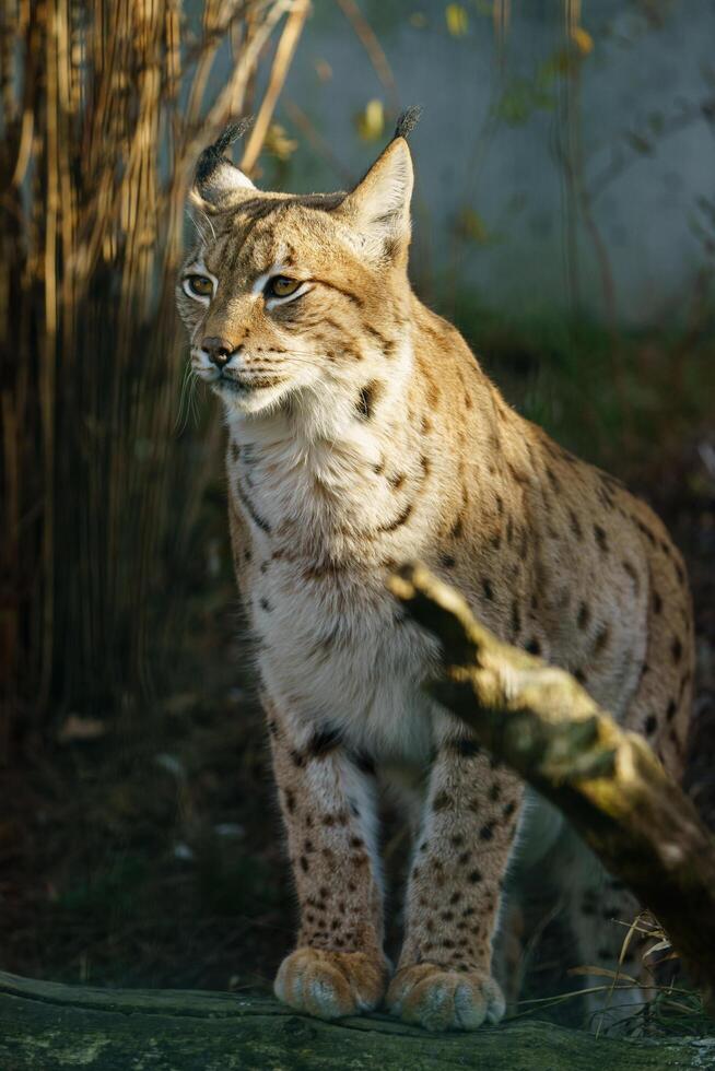 Portrait of Eurasian lynx in zoo photo