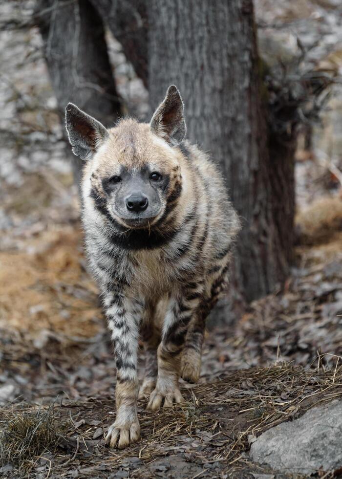 Portrait of Arabian striped hyaena photo