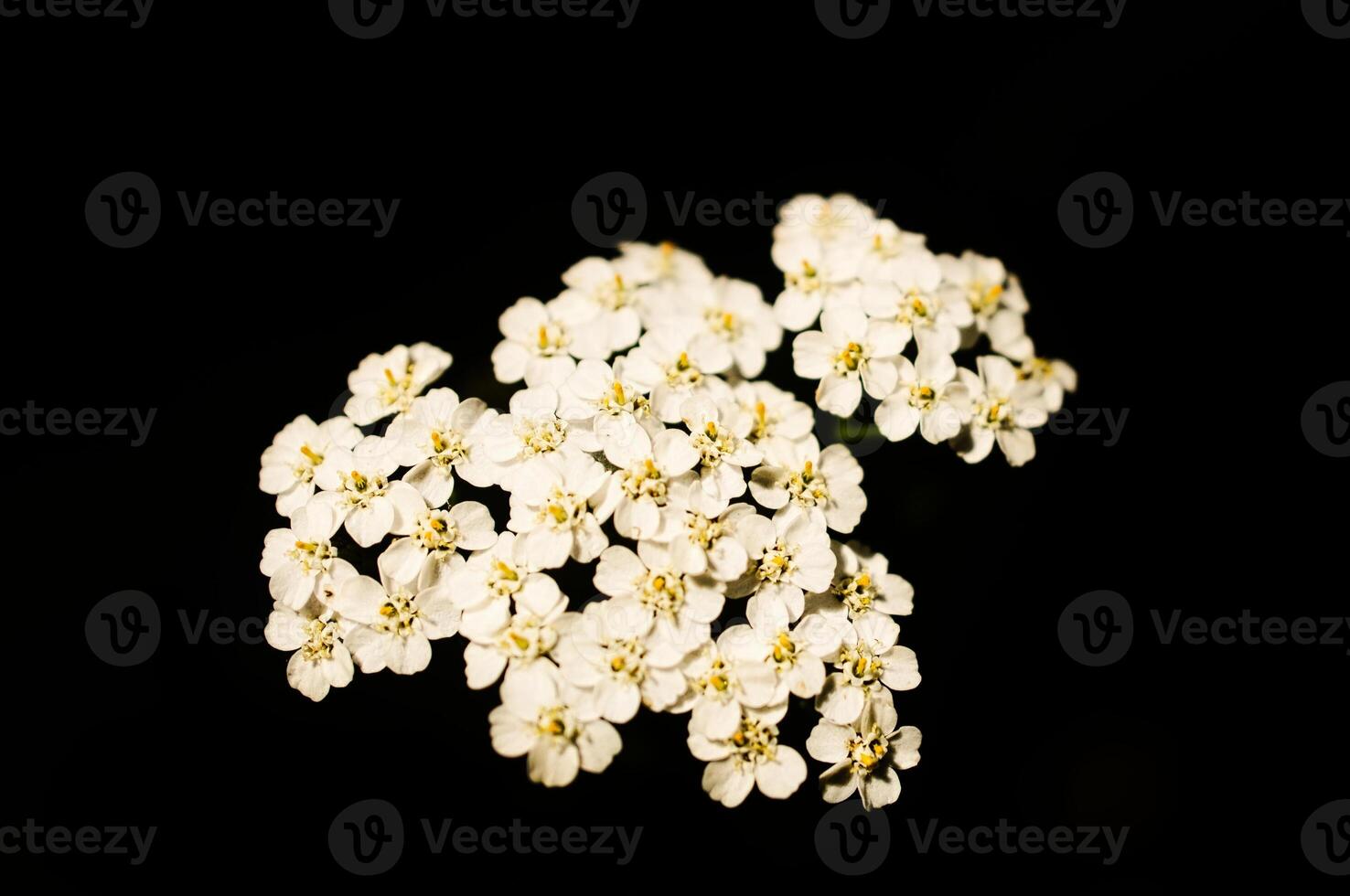 White flowers on the index of a flower with dark background. Plants photo