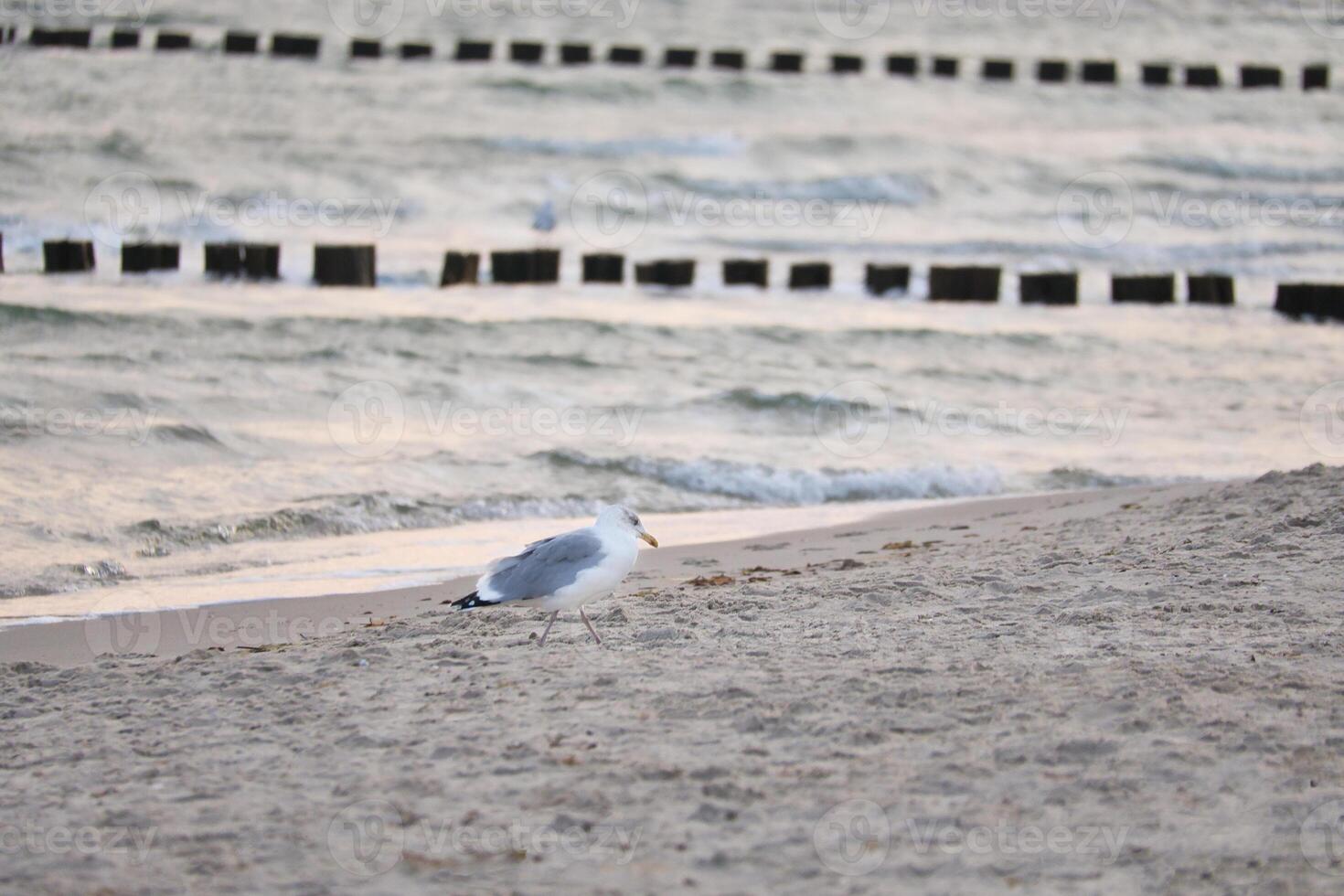 Seagull standing on the beach of the Baltic Sea. Groynes reaching into the sea photo