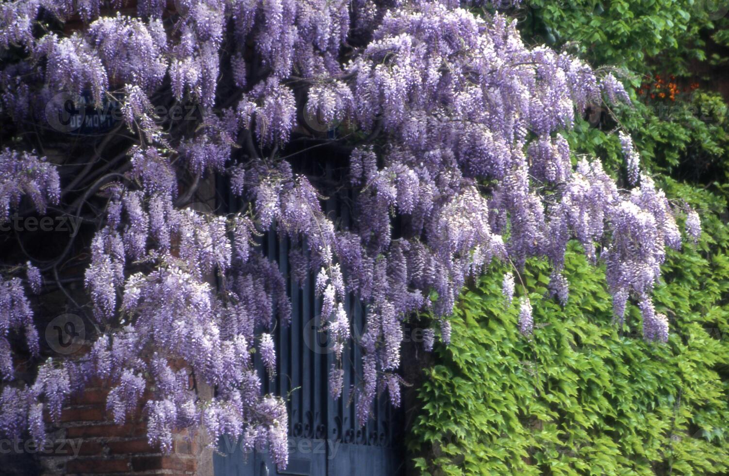 a purple wisteria tree is growing near a brick building photo