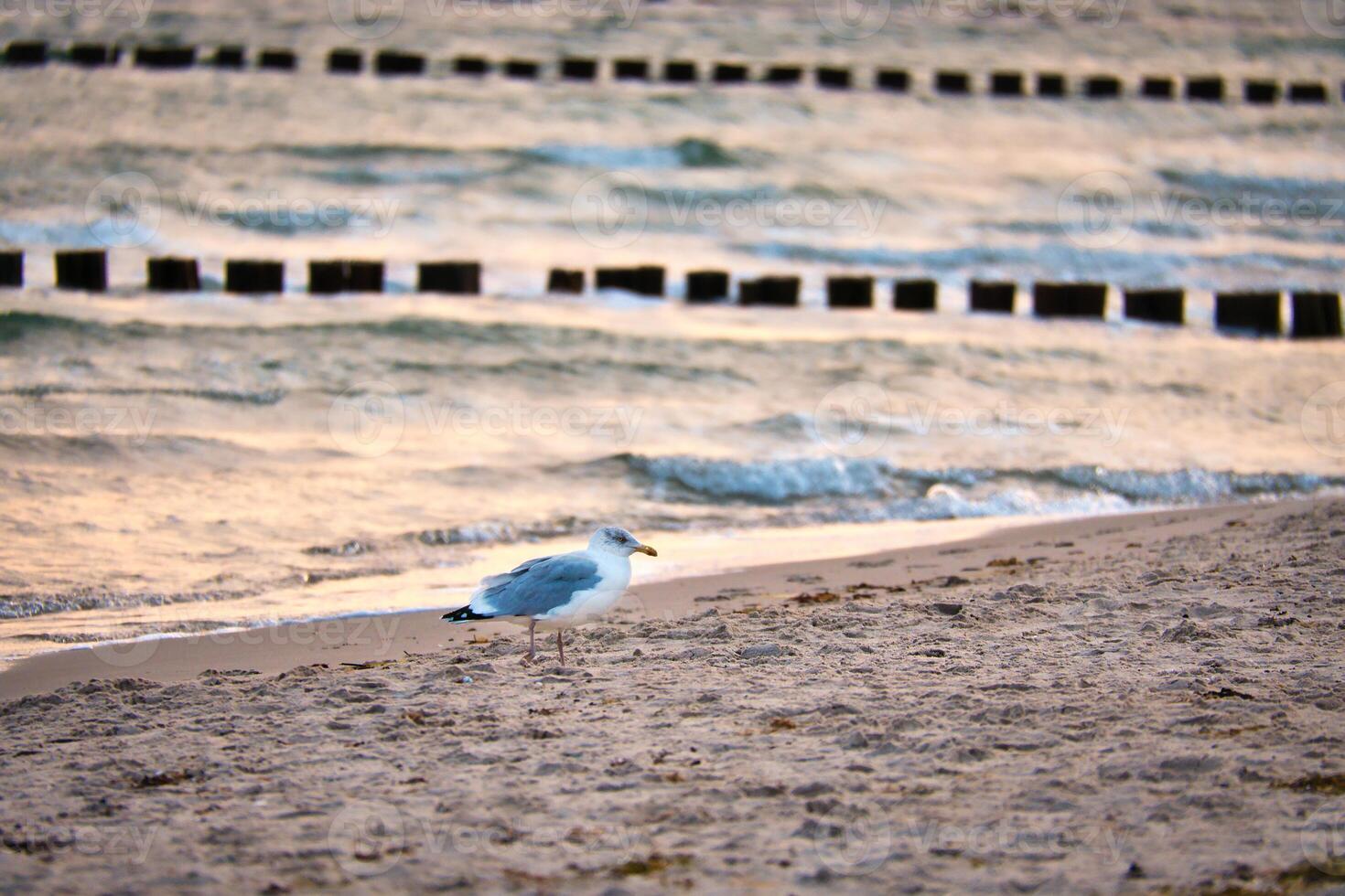 Seagull standing on the beach of the Baltic Sea. Groynes reaching into the sea photo