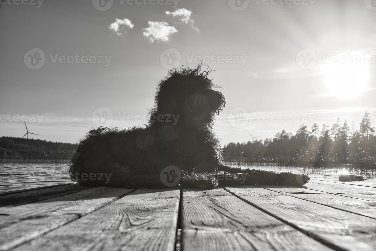 perro goldendoodle acostado en un embarcadero y mirando un lago en suecia. foto de animales