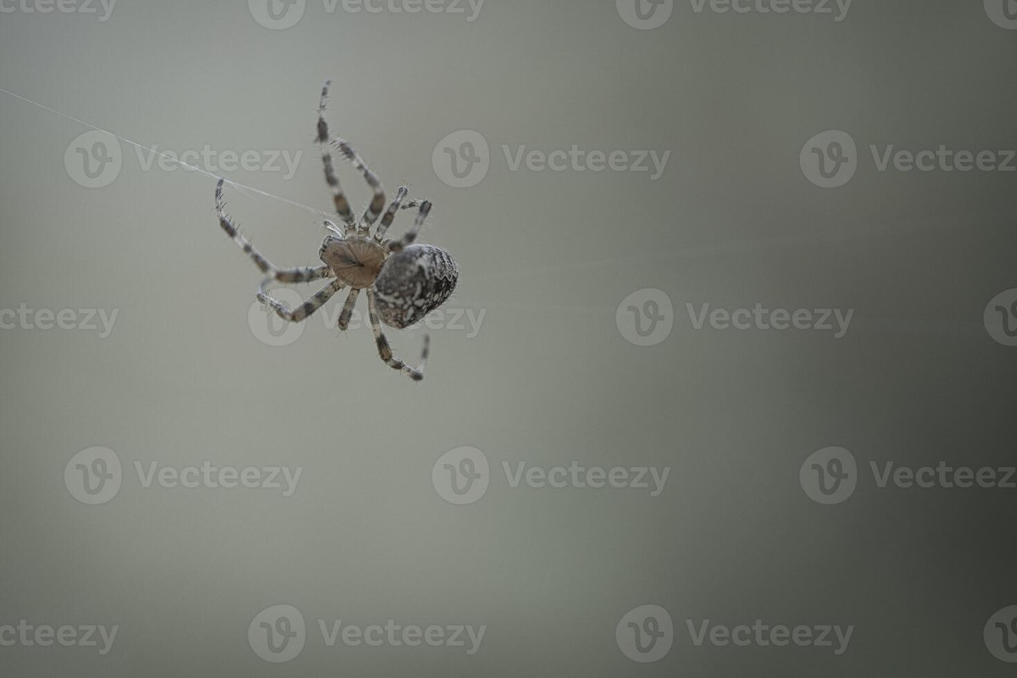 Cross spider crawling on a spider thread. Halloween fright. Blurred background. photo