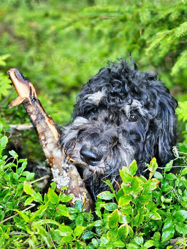 Portrait of a Goldendoodle . The dog is lying in the forest between blueberry bushes photo