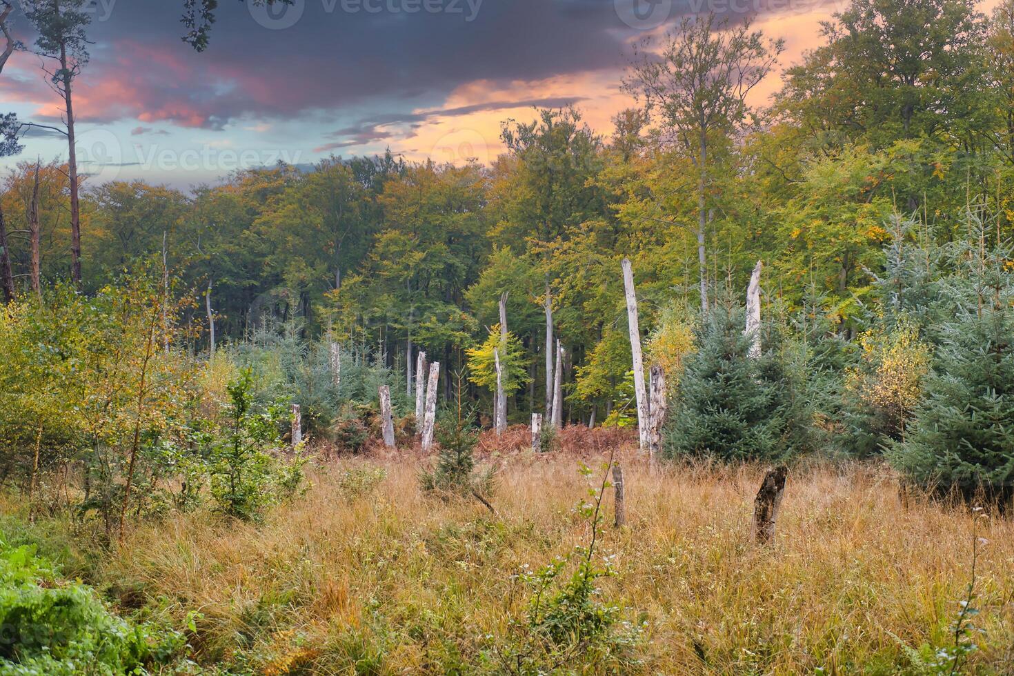 ver de un claro en frente de un caduco bosque. fotografía desde un naturaleza parque foto