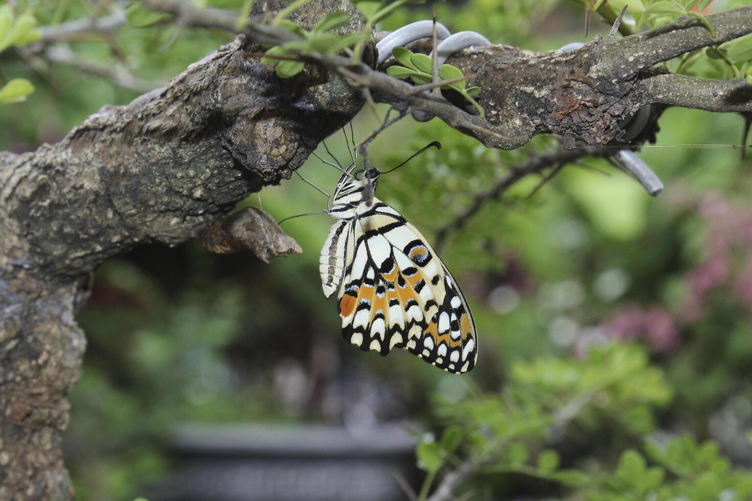 butterfly hanging on tree branches. photo