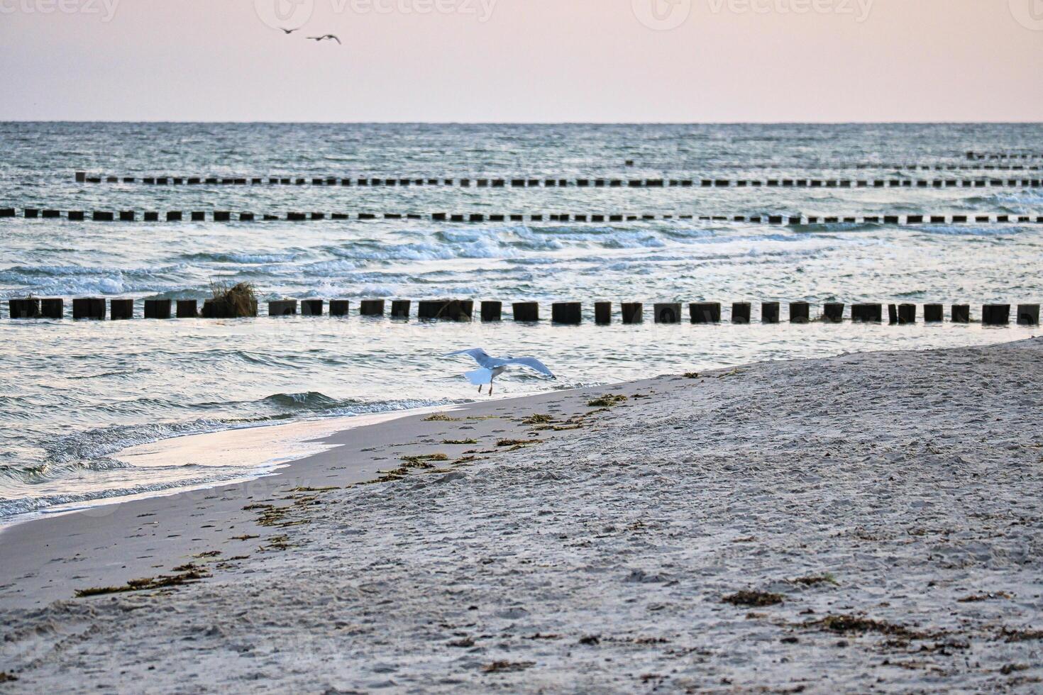 Seagull flying on the beach of the Baltic Sea. Groynes reaching into the sea photo