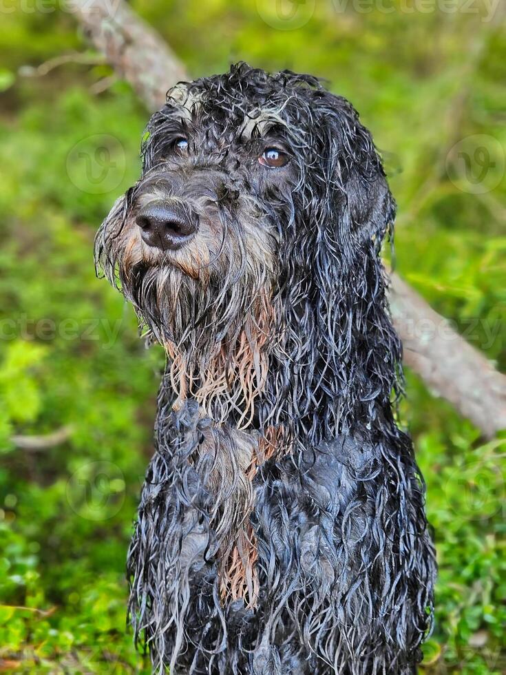 Portrait of a wet Goldendoodle . The dog is sitting with wet curly long black fur photo