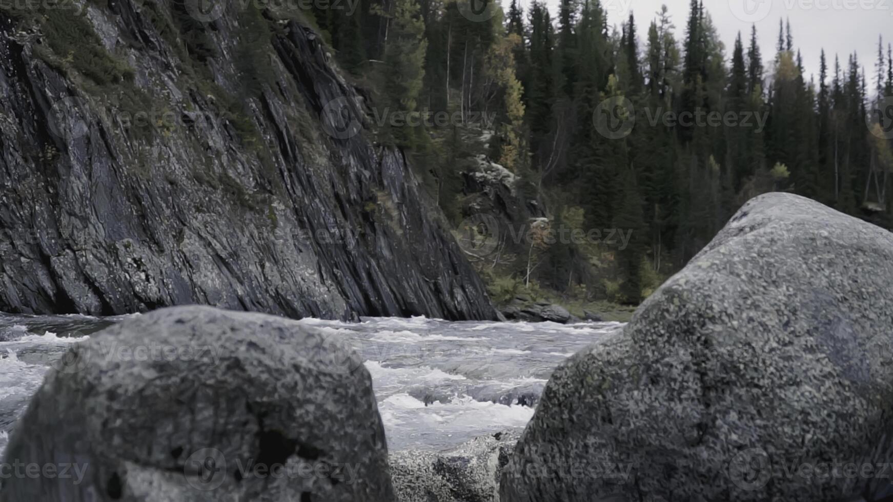 The river runs through the forest. CLIP. Trees grow on both banks of the river. Autumn landscape with a river bank and fir trees photo