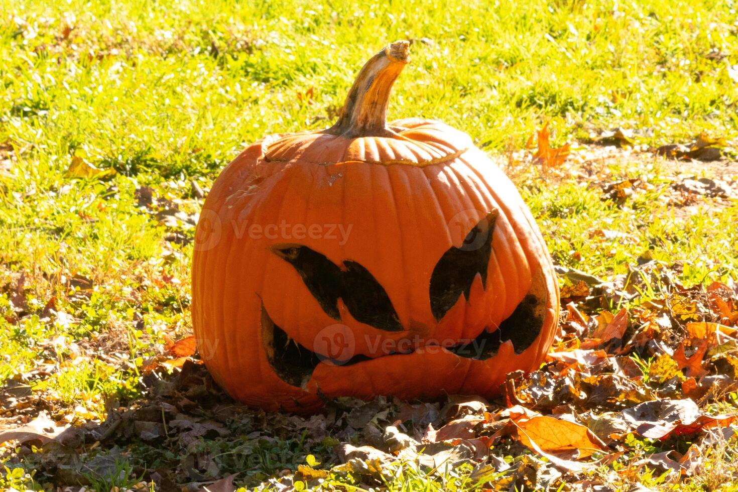 This beautiful pumpkin sits in the grass rotting from the Halloween season. The big orange gourd has a scary face carved in which makes it a Jack O Lantern. photo