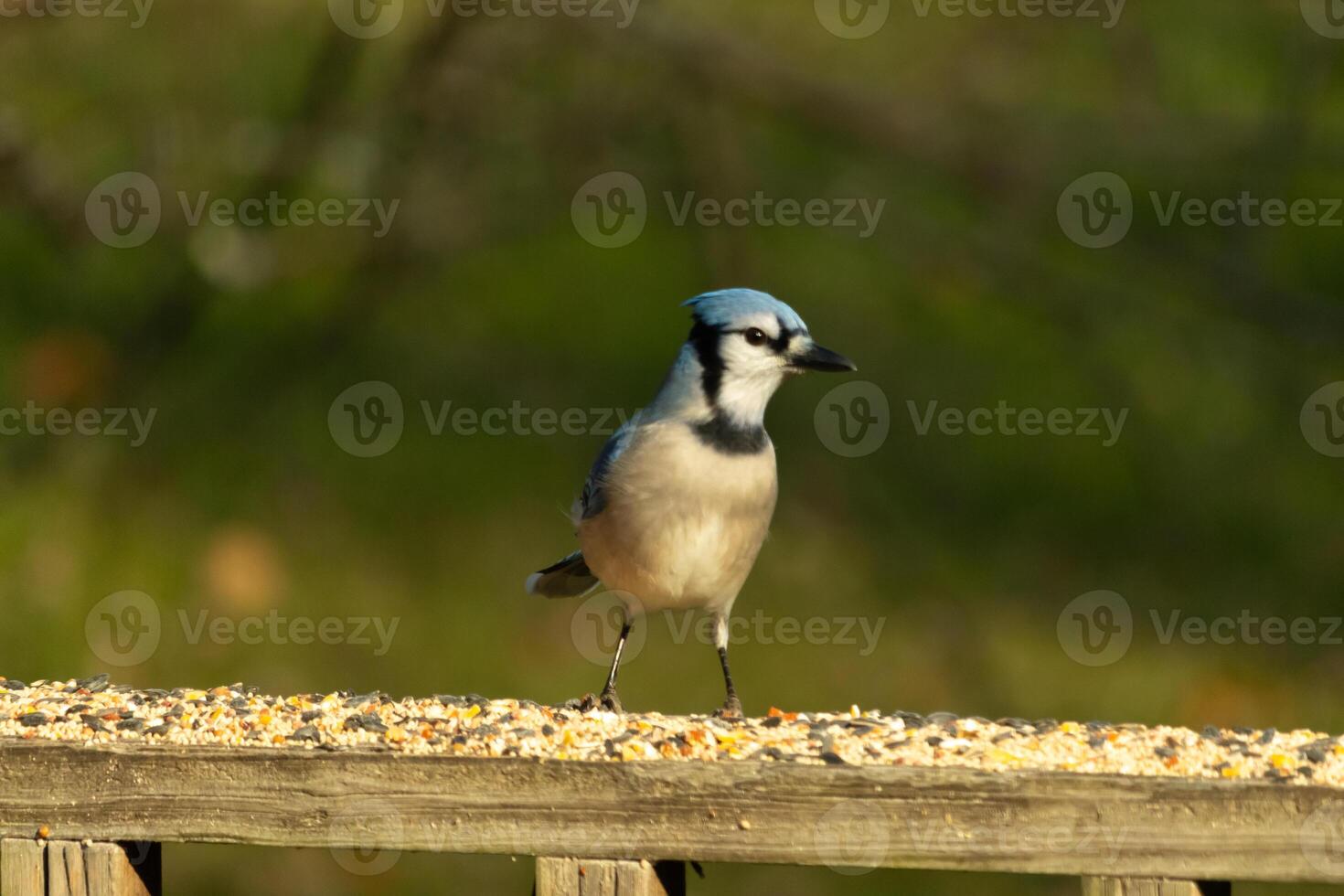This beautiful blue jay bird is standing on the wooden railing. The pretty bird looks like he is about to pounce but waiting for the right moment. His white belly standing out from his blue feathers. photo
