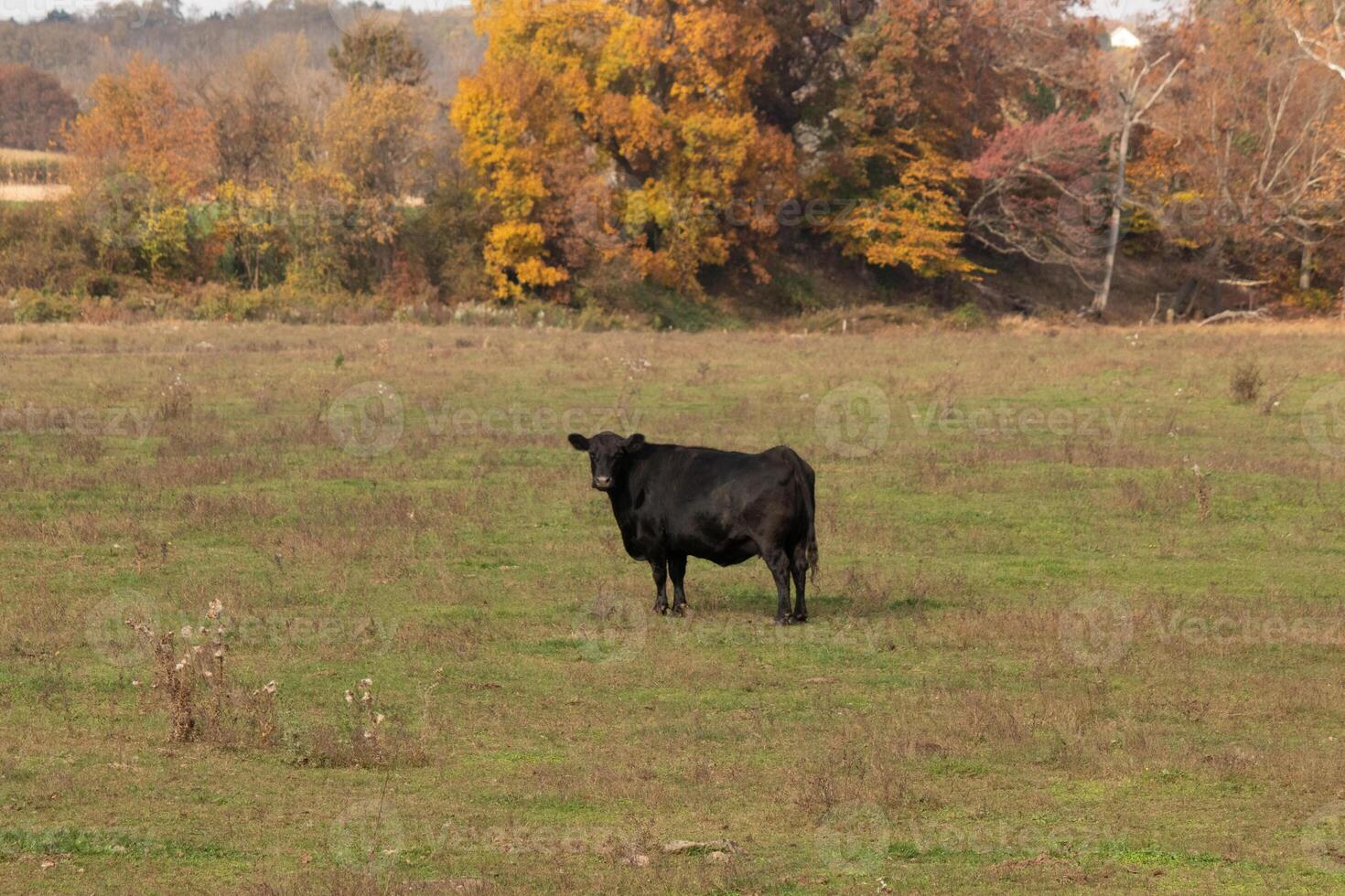 This beautiful black cow was standing in the meadow and looks to be posing. His large black body shows he is quite healthy. The green grass all around the bovine is there for them to graze. photo