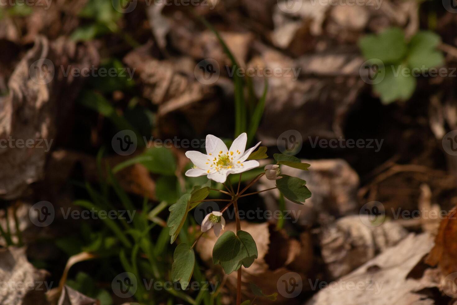 This pretty white flowers is growing here in the woods when I took this picture. This is known as a rue-anemone or meadow-rue which grows in wooded areas. I love the yellow center to this wildflower. photo
