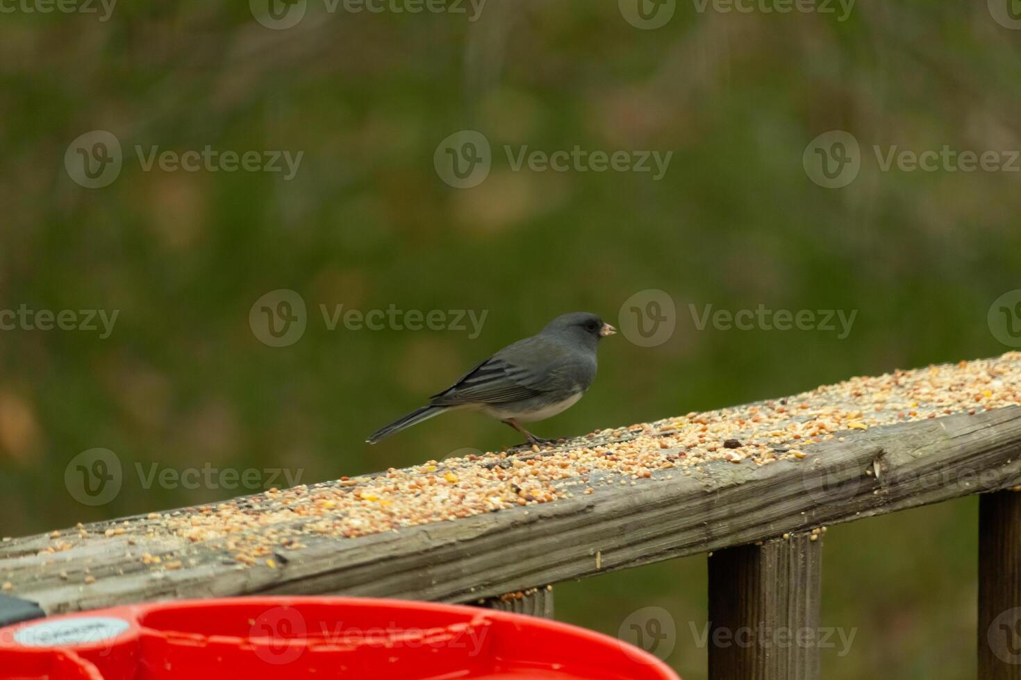 This cute little dark-eyed junco was perched on this wooden brown railing. The little bird came in for some birdseed. Some call this avian a snowbird. I love his dark body with white feathers. photo