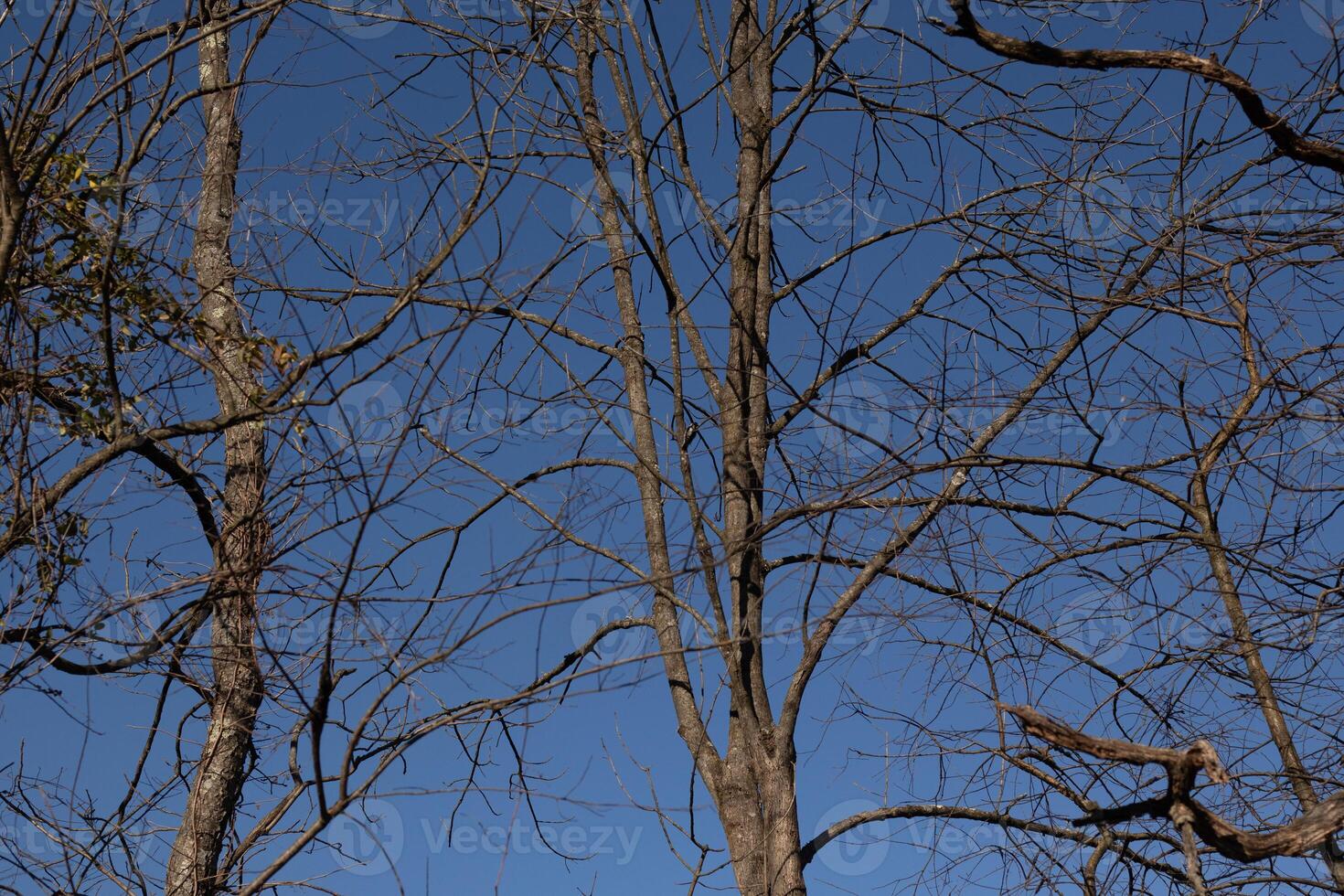 The look of these pretty brown limbs stretching into the sky is quite stunning. The branches with no leaves due to the winter season look like skeletal remains. photo