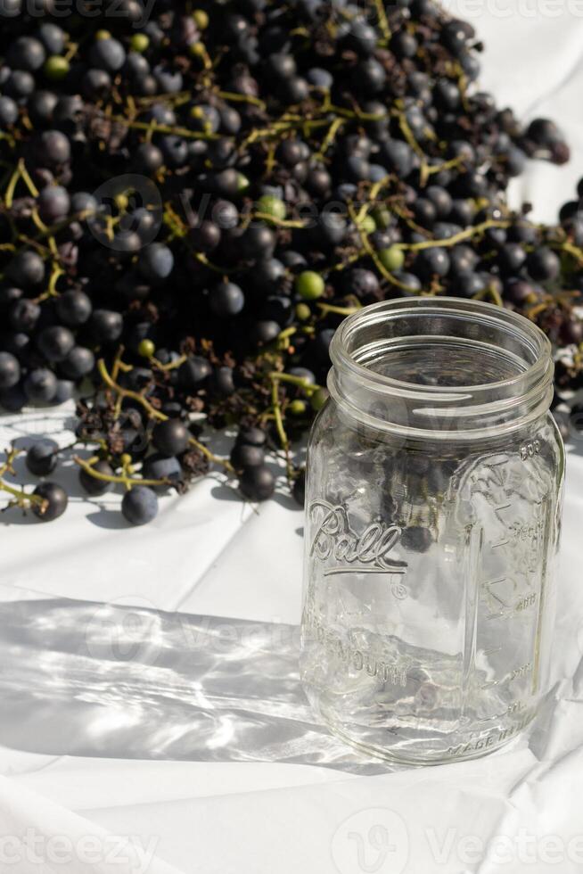 I love the look of these concord grapes spread out on the table with a white background. The deep purple orbs all over. The Ball jar out reminds you of canning or preserving your food. photo