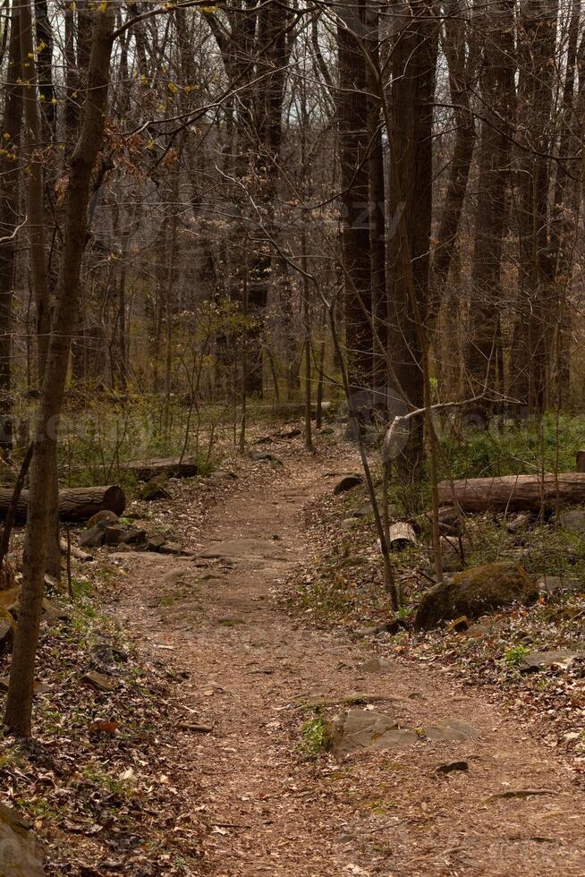 This beautiful path flows through this wooded area. Keeping you safe from getting lost. The brown vegetation comes up all around. photo