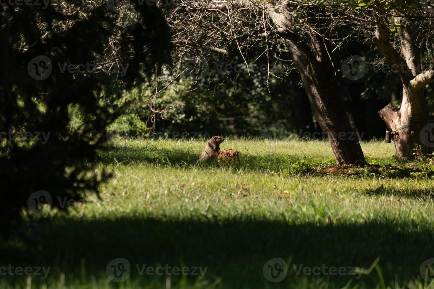 esta linda pequeño marmota estaba propensión en el comida bloquear en el patio trasero. él mira De Verdad linda y es Listo para algunos cena. su linda marrón cuerpo soportes fuera desde el verde césped todas alrededor. foto