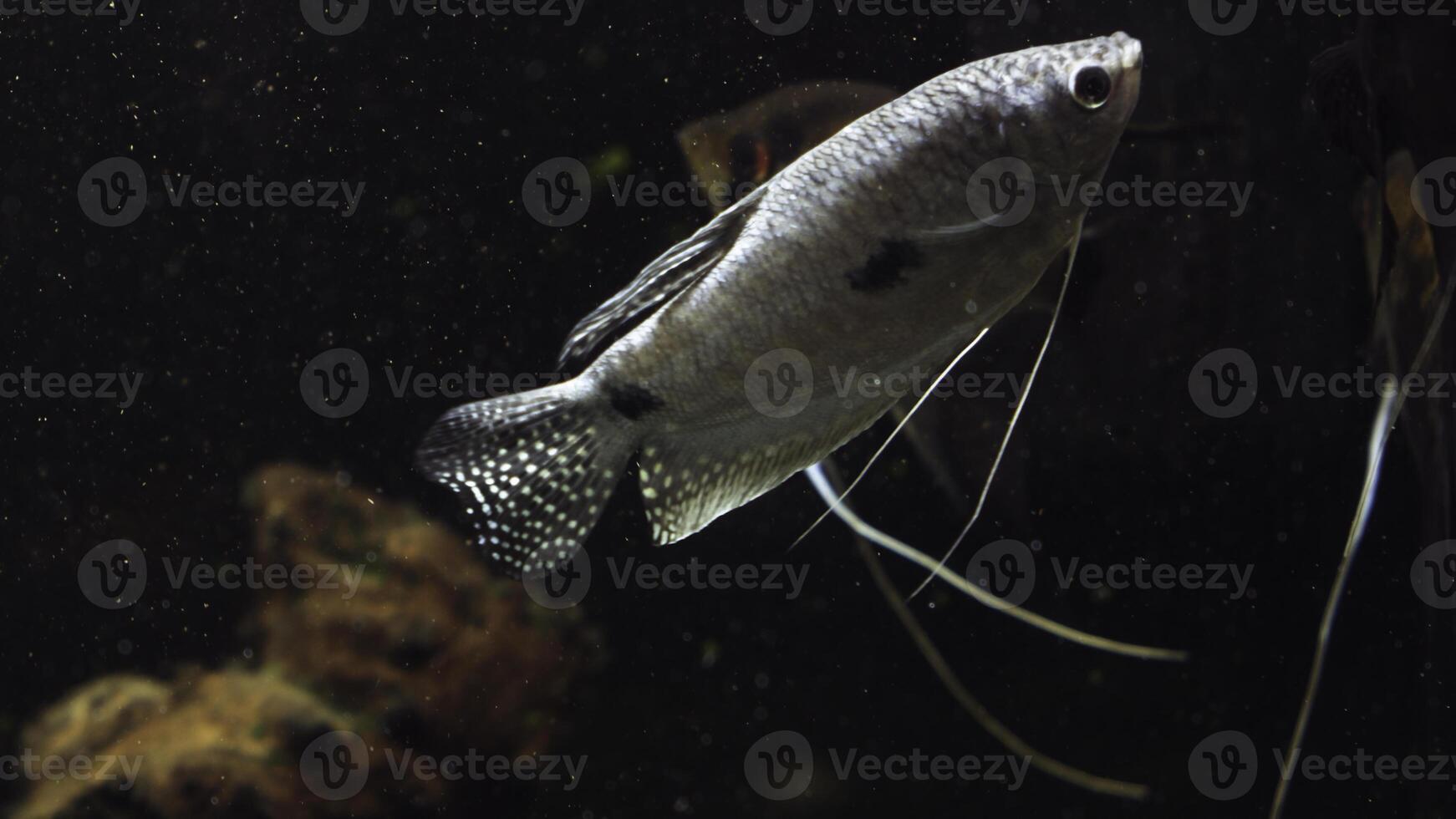 Angle fish in aquarium. Beautiful aquarium still life with swimming cherry barb fishes. Tropical freshwater tank surface on light background photo