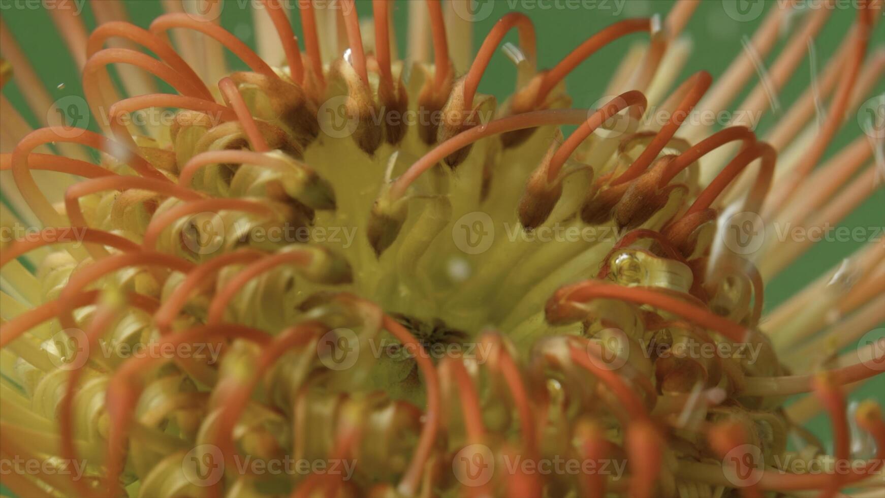 Close up of leucospermum flower in bubbling water. Stock footage. Unusual flower bud with petals looking like tentacles. photo