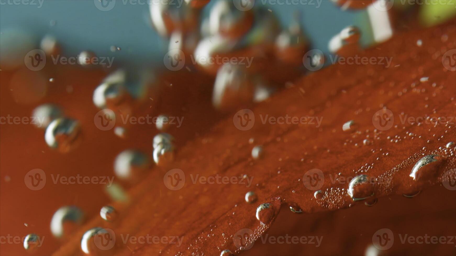 Close up of soft red flower petals inside glass container with transparent water. Stock footage. Movement of air bubbles. photo