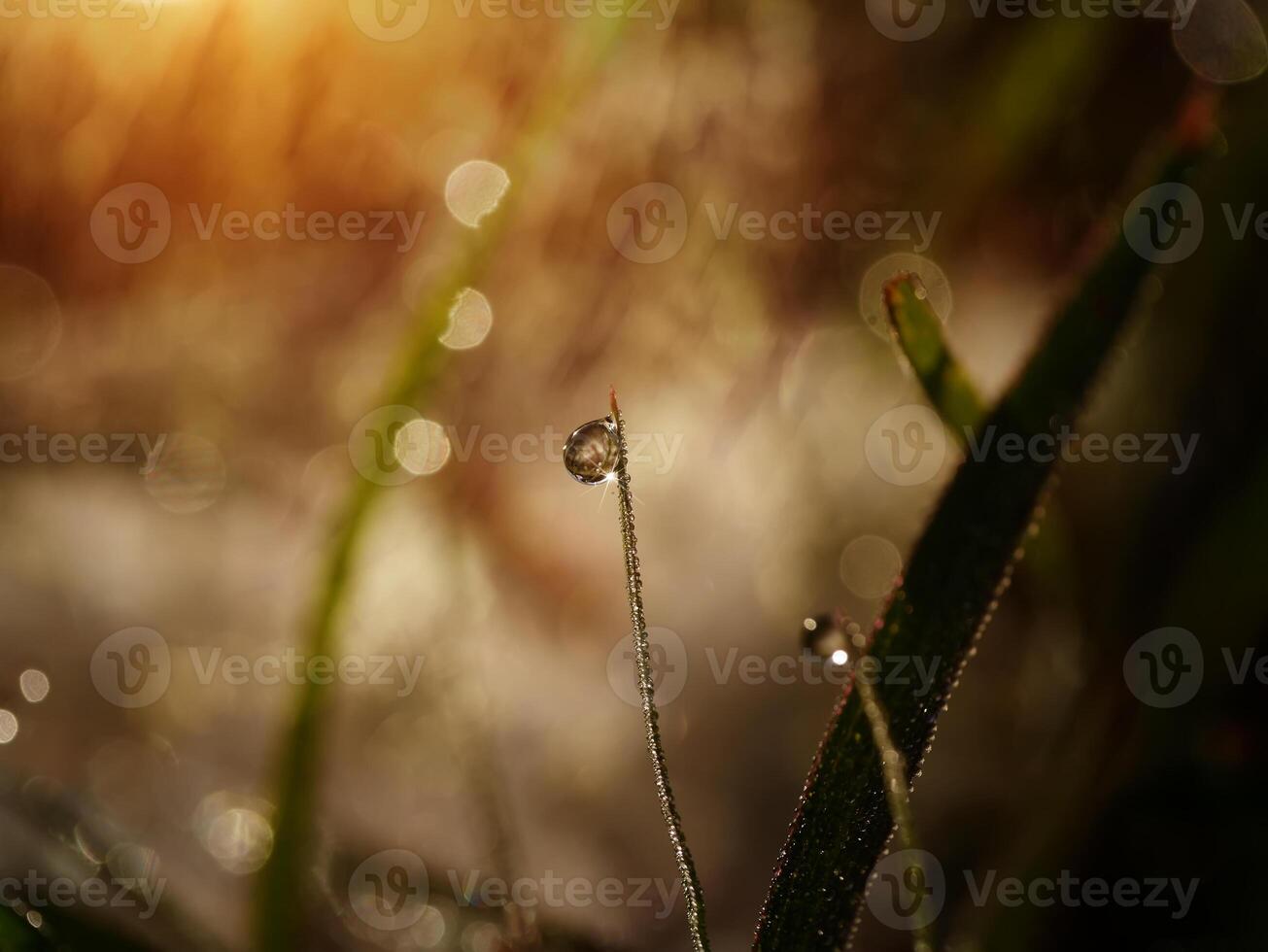Dew drops on grass photo