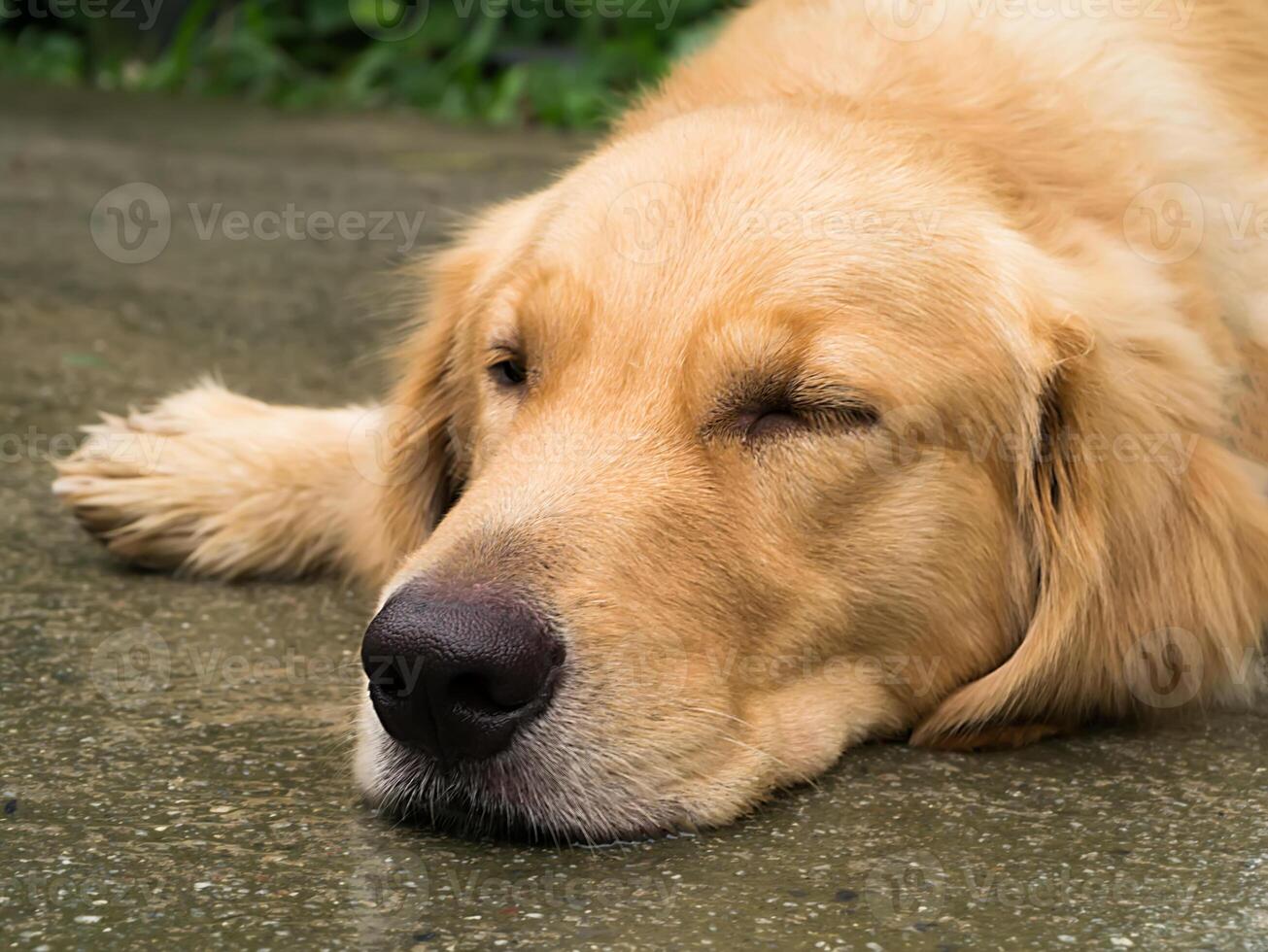 Close up of golden retriever are sleeping. photo