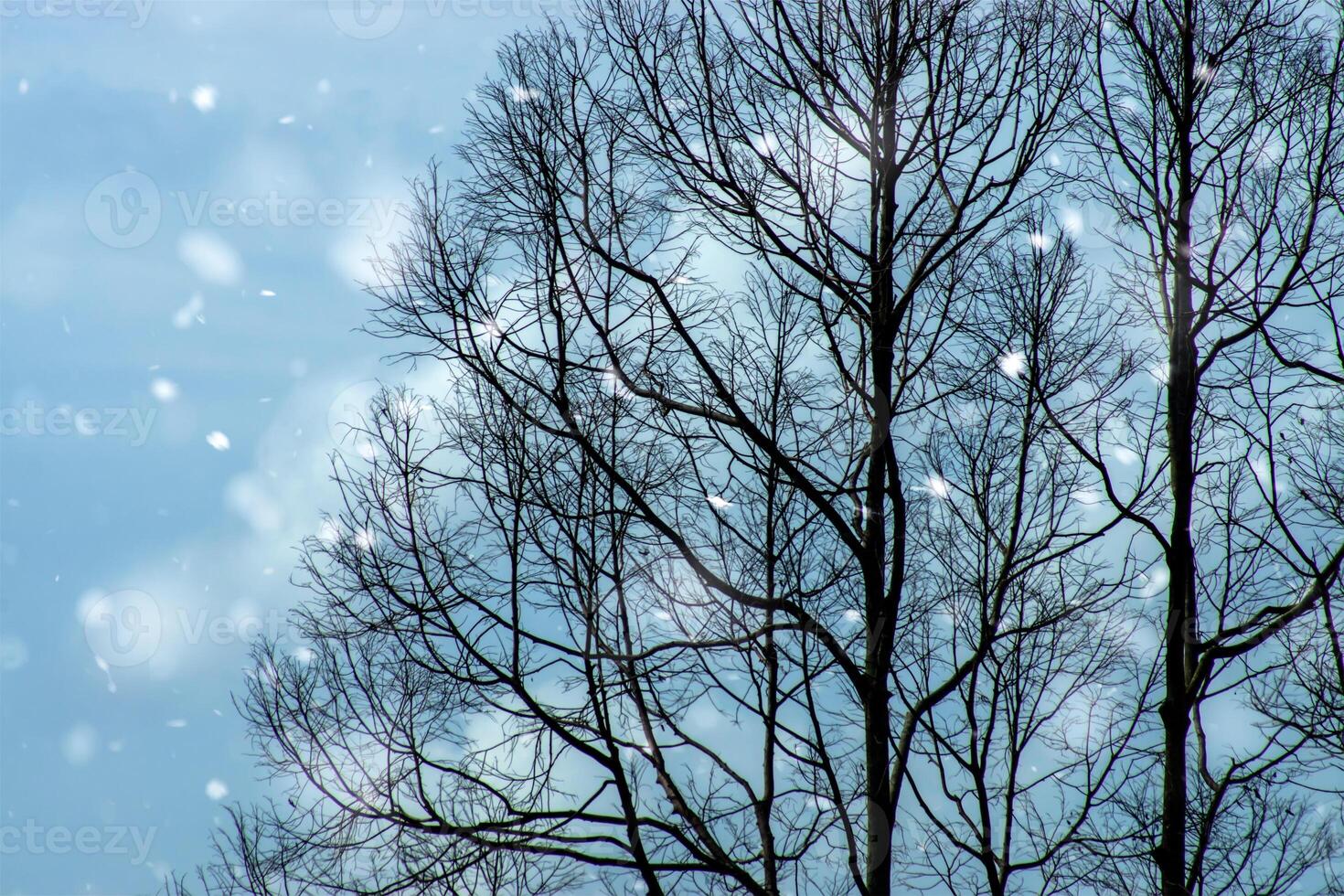 Branches dry in the winter. photo