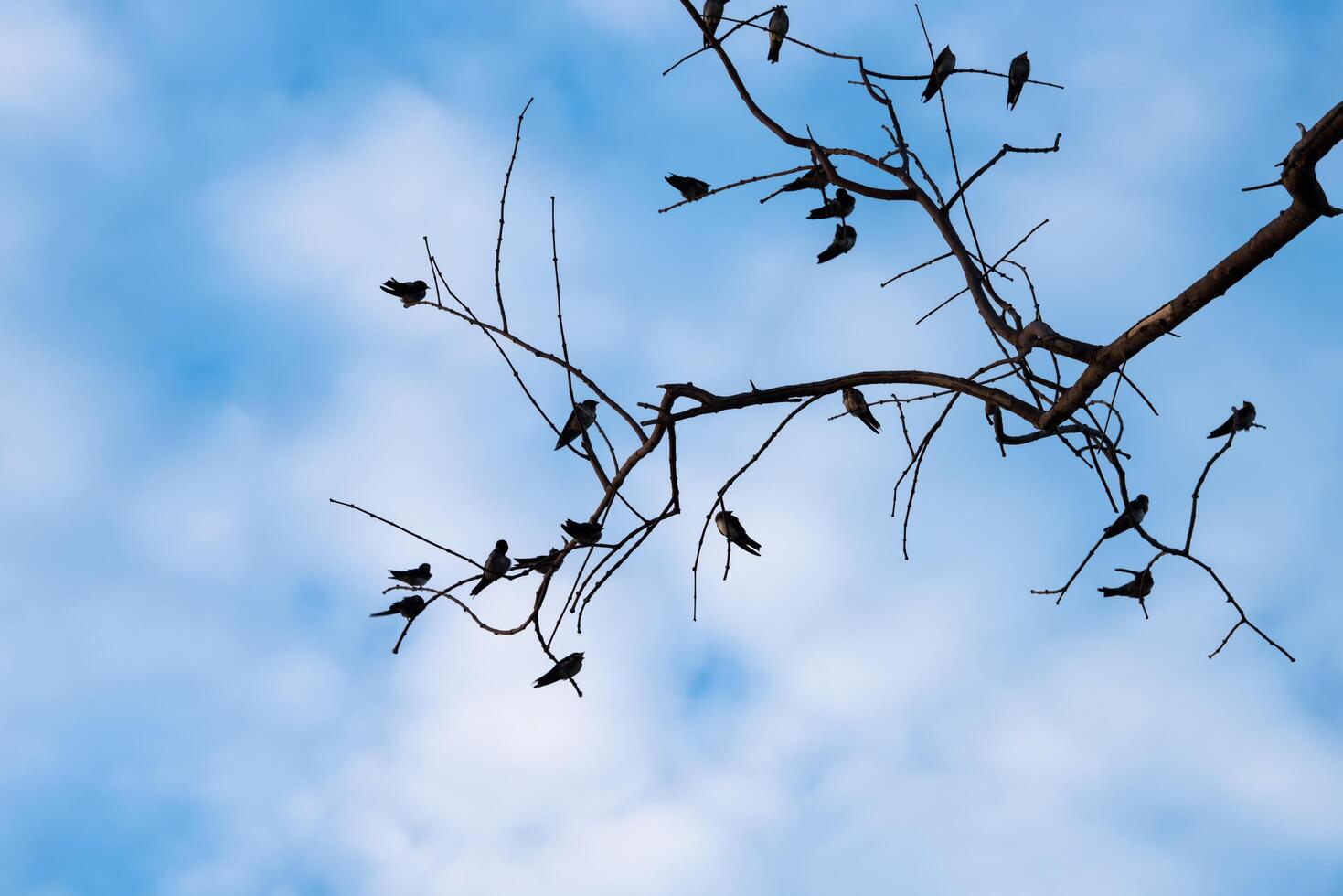 Black silhouette of bird photo