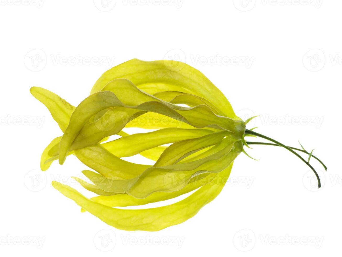 Chinese Desmos flower. photo