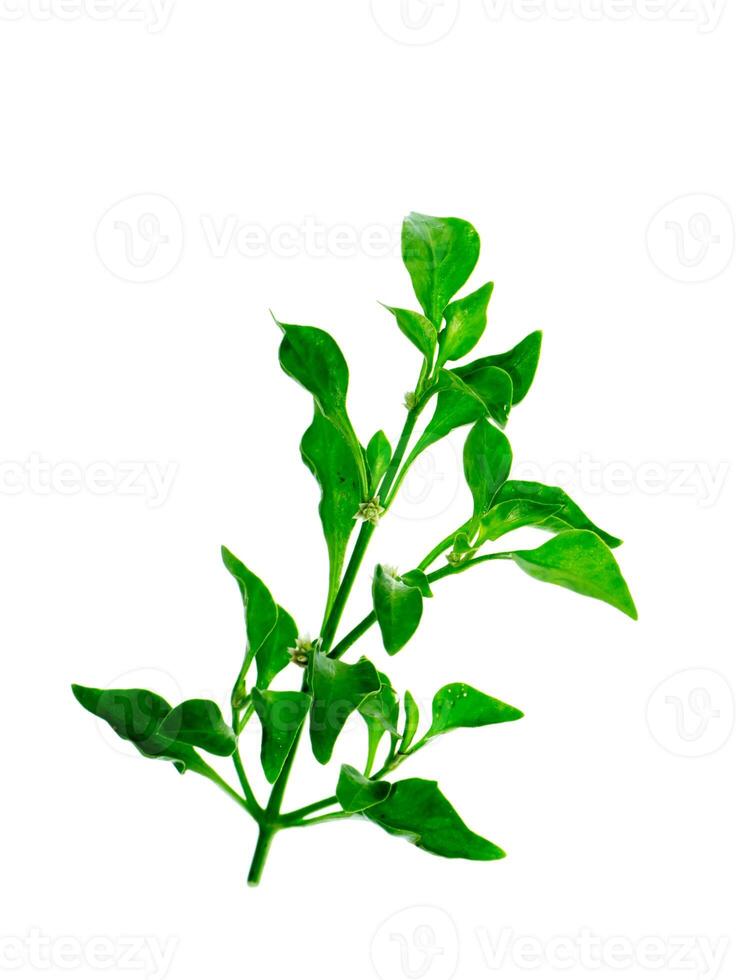 watercress leaf on white background. photo