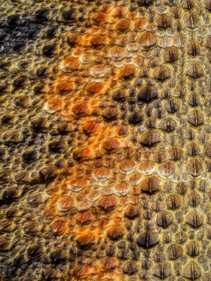 The details on the skin of Bearded Dragon. photo