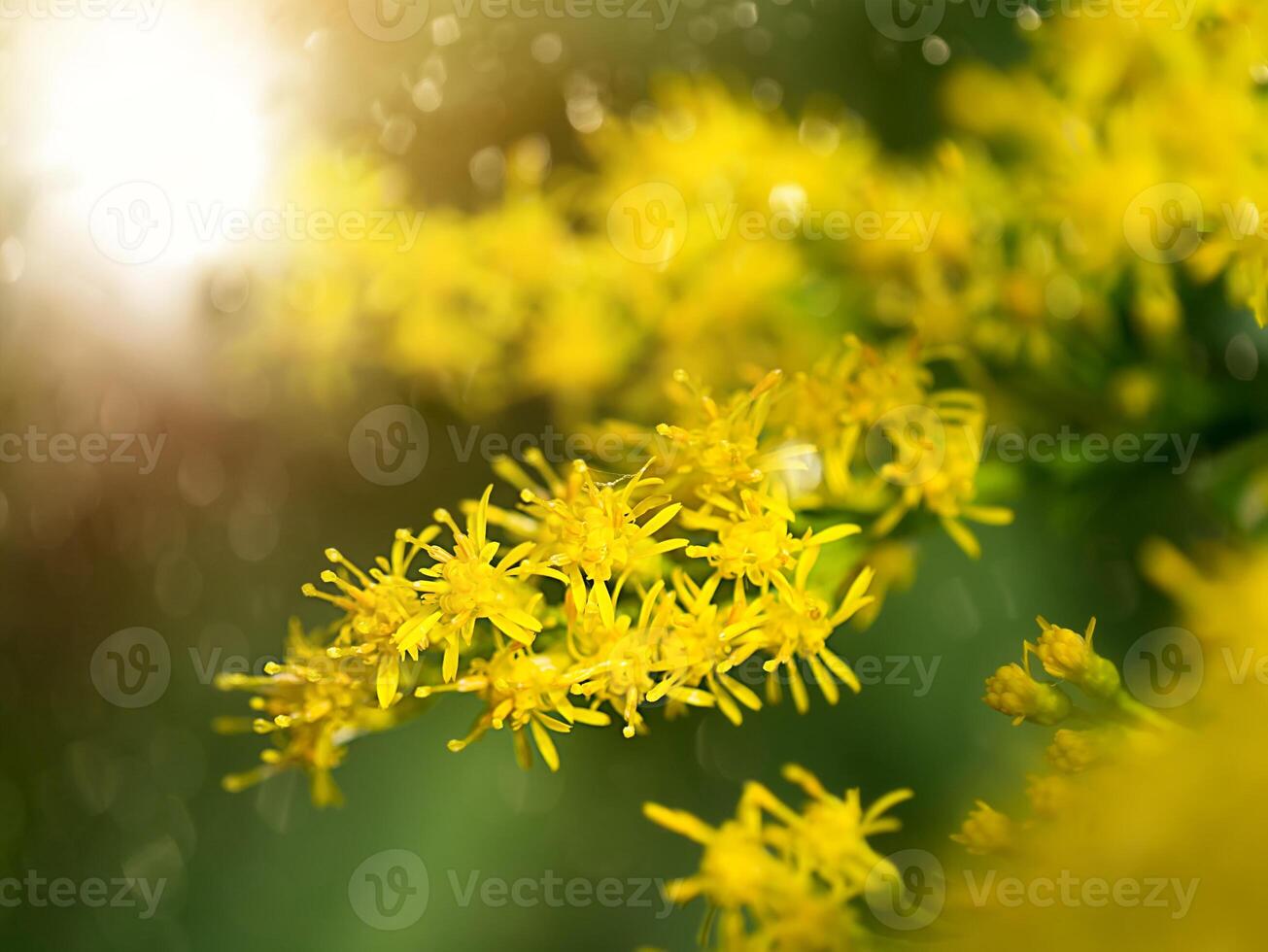 cerca arriba de solidago canadensis flor. foto