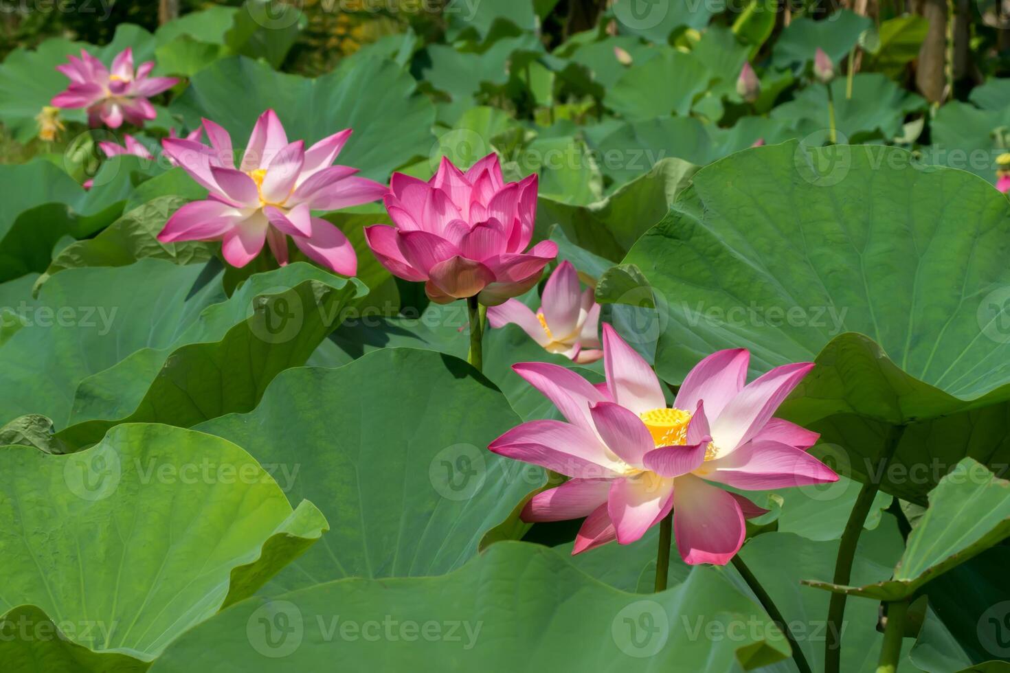 pink lotus flower are blooming photo