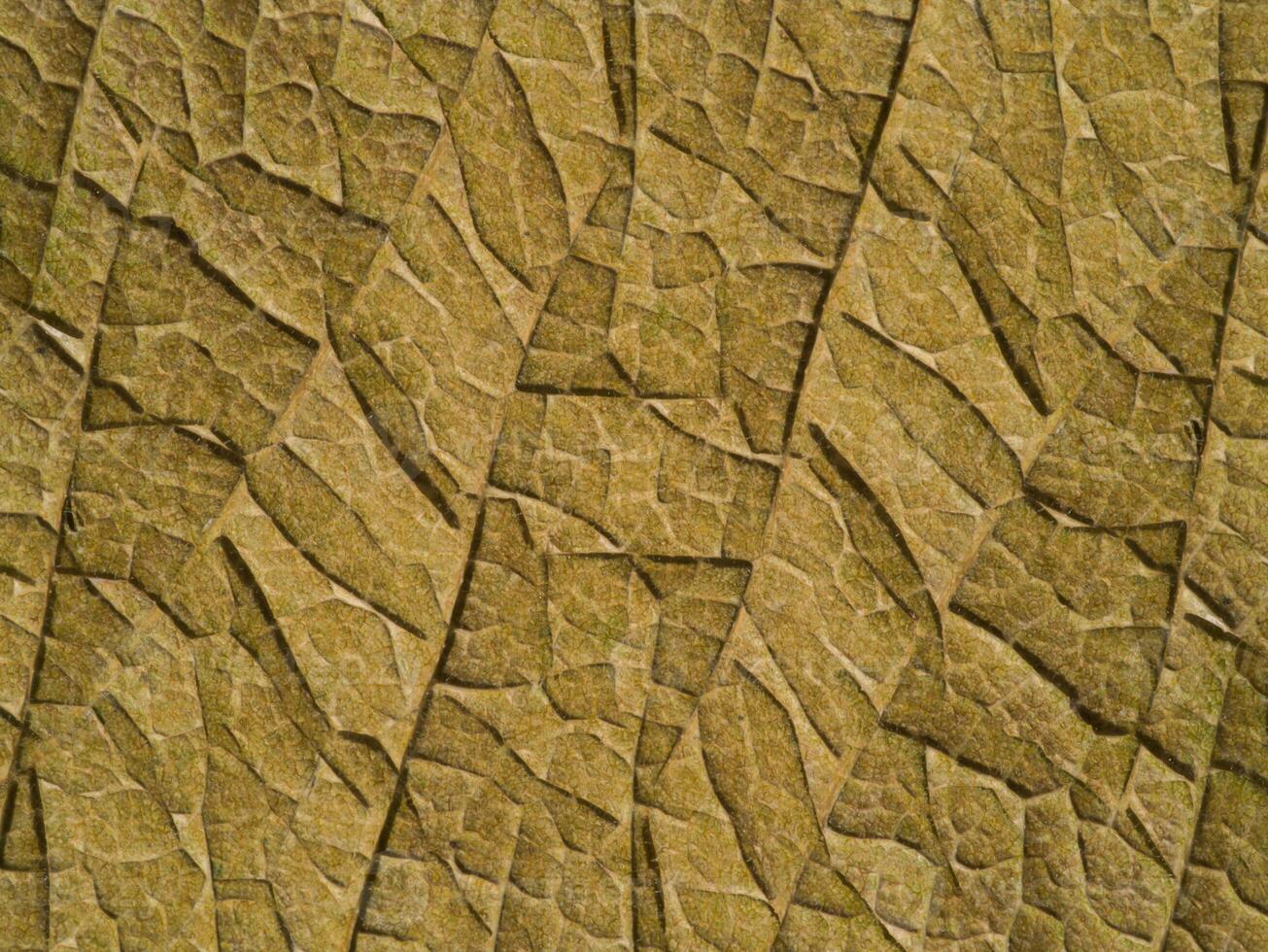 The surface of the leaf is brown. photo