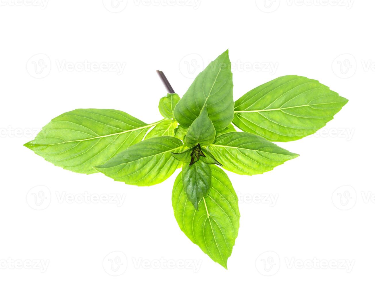 Sweet Basil, Thai Basil photo