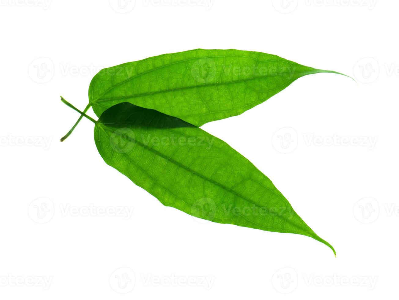 Laurel clockvine leaf photo