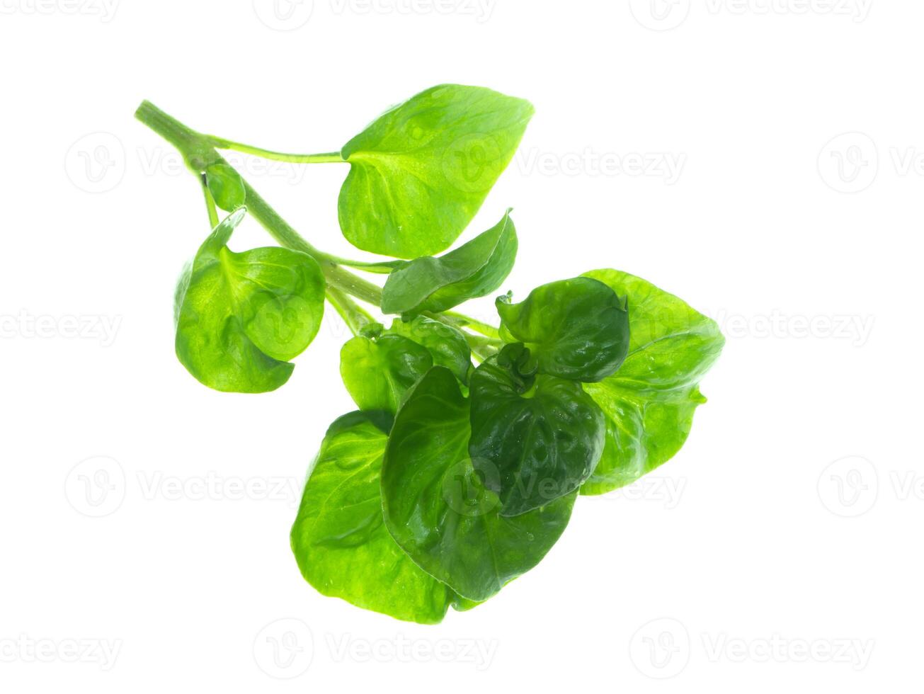 watercress leaf on white background. photo