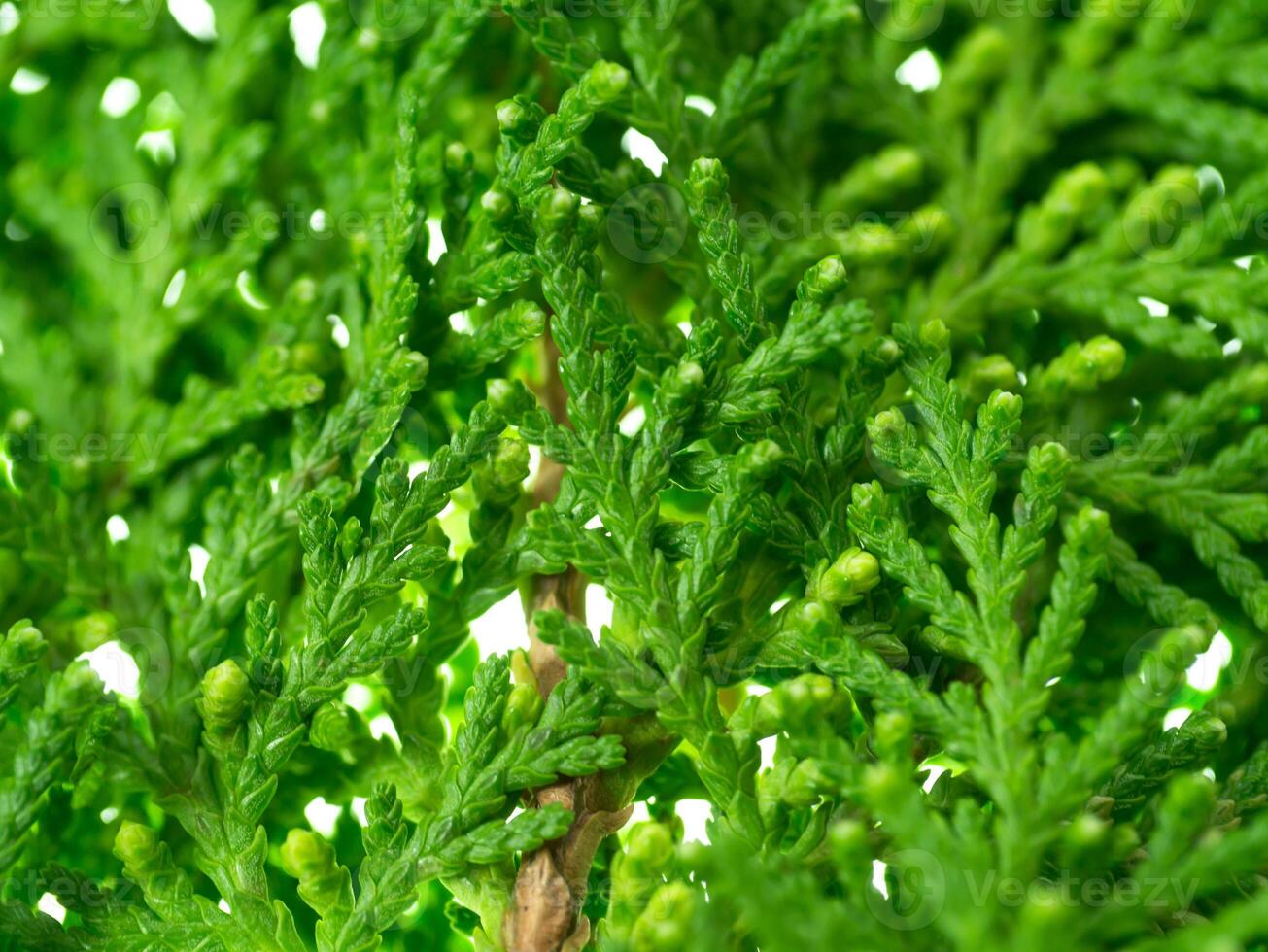 Green leaf of Chimese Arborvitae photo