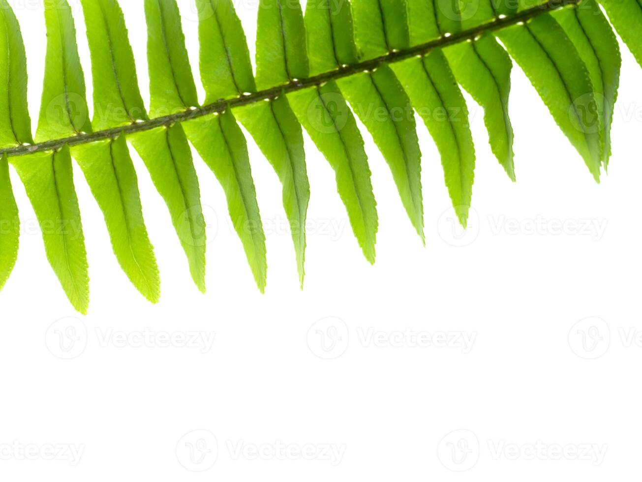 Close up fern leaf on white background. photo