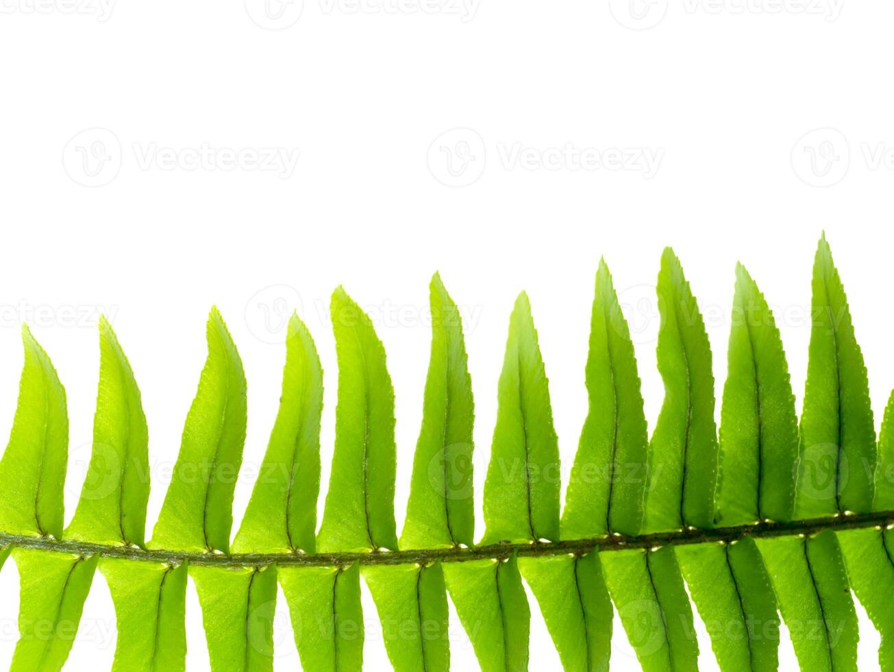 Close up fern leaf on white background. photo