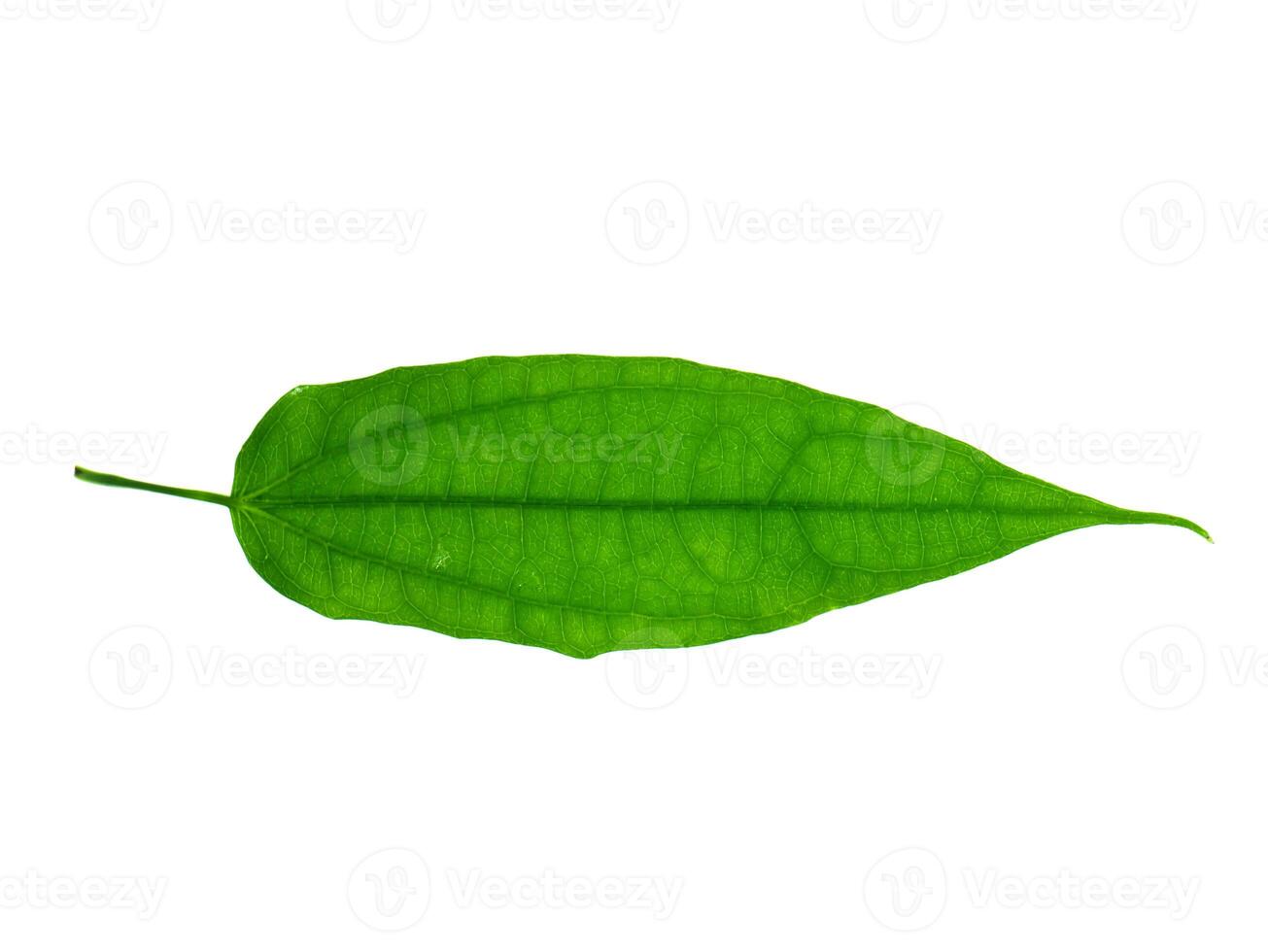 Laurel clockvine leaf photo