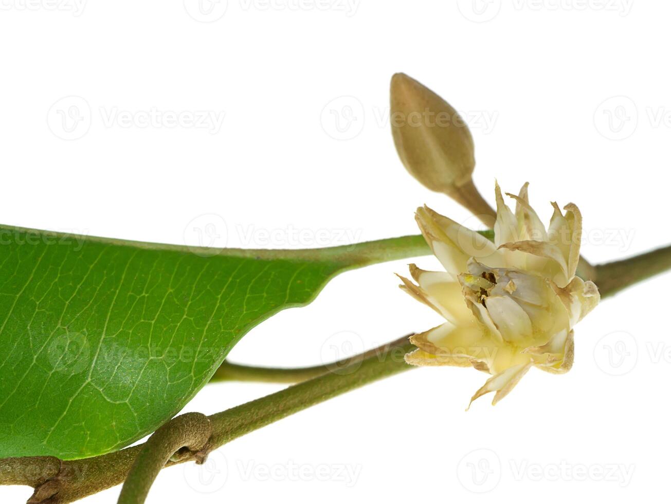 Bullet wood plant photo