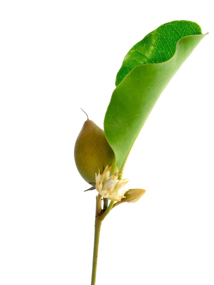 Bullet wood plant photo