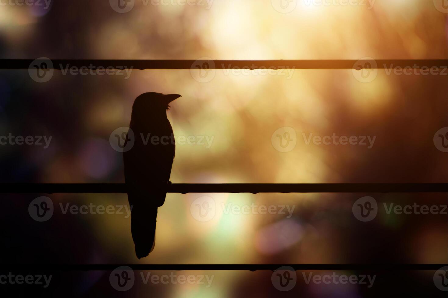 Black silhouette birds on the power cable. photo