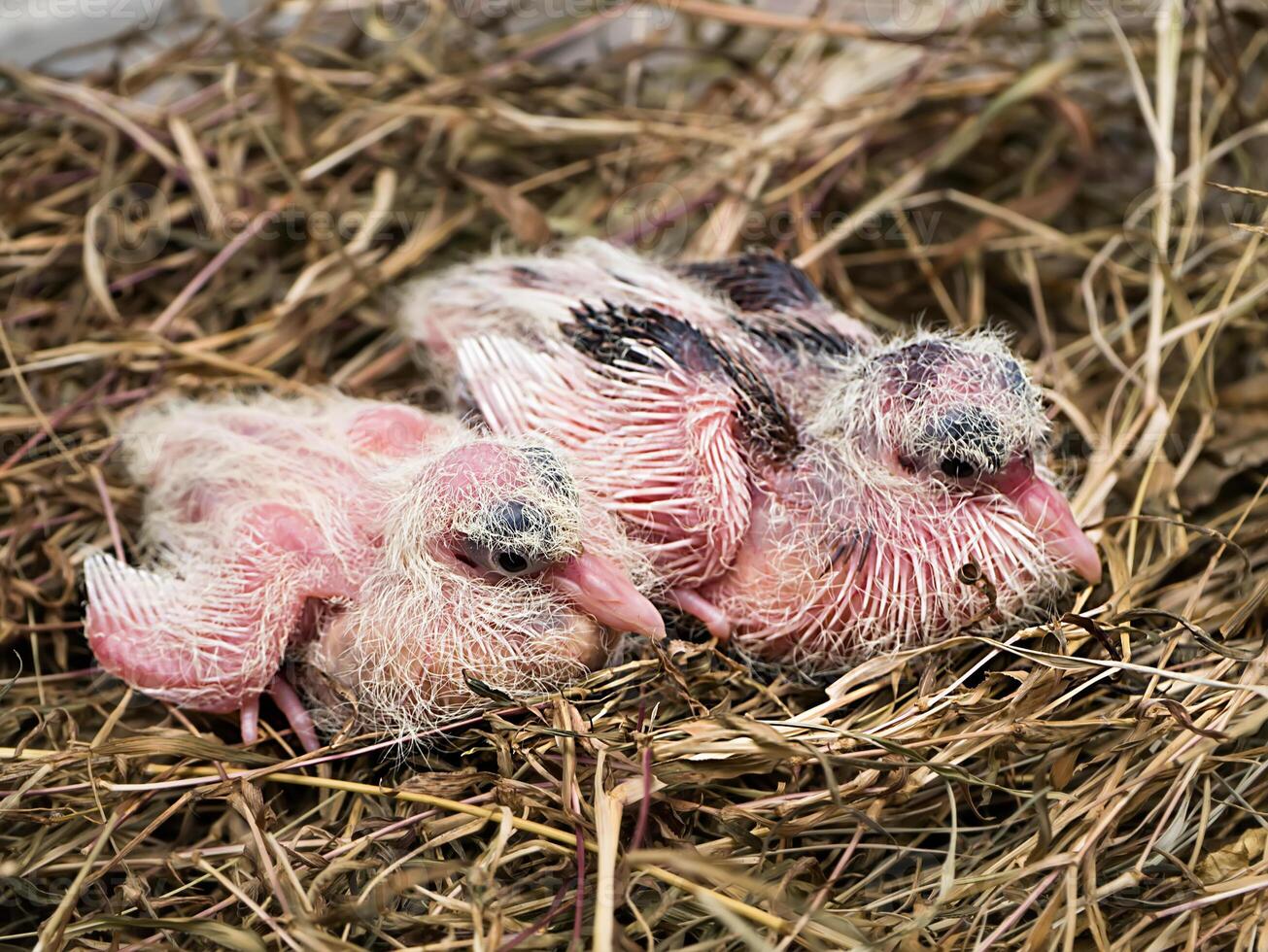 Close up baby bird of white Spotted Dove. photo